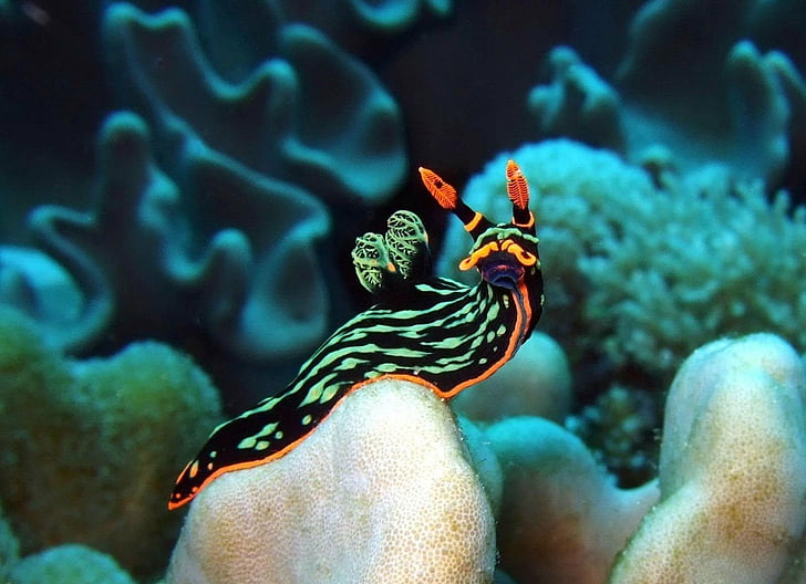 nudibranch sukanya classes