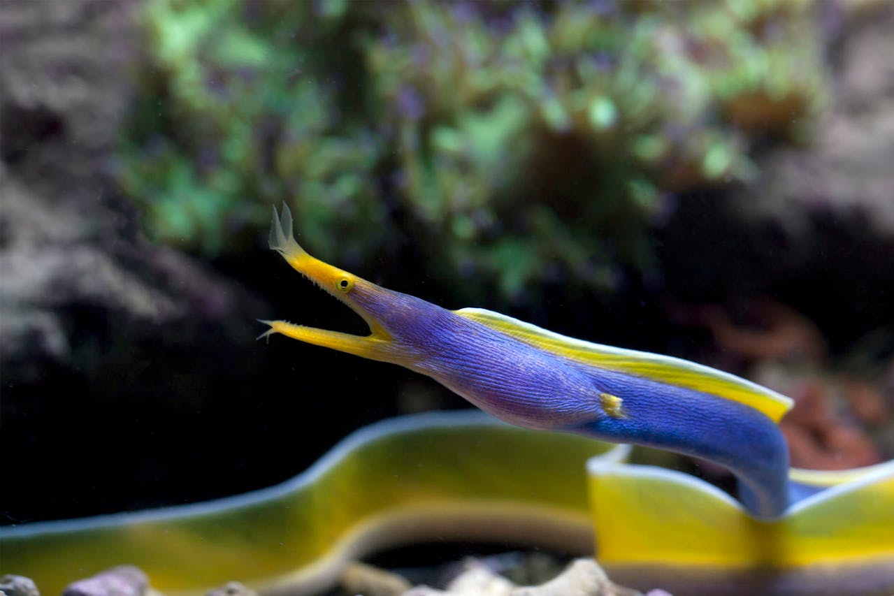 ribbon eel sukanya classes