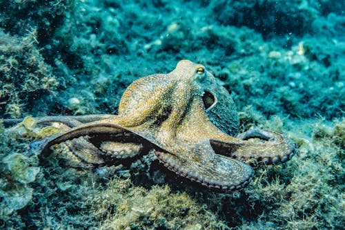 the dumbo octopus sukanya classes